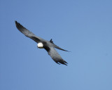 swallow-tailed kite BRD8719.jpg