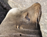 california sea lion DSC2844.jpg
