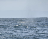hump-backed whale DSC2415.jpg