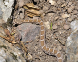 rattlesnake DSC3012.jpg