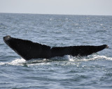 hump-backed whale DSC2289.jpg