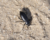 dung beetle DSC1830.jpg