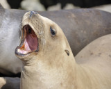 california sea lion DSC1754.jpg