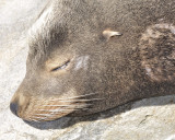 california sea lion DSC1773.jpg