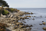 pacific grove DSC1781.jpg