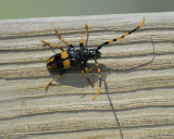 long-jawed longhorn beetle BRD9369.jpg