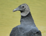 black vulture BRD9676.jpg