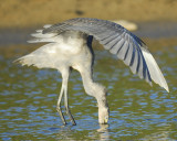 reddish_egret_BRD9976.jpg