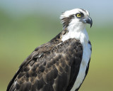 osprey BRD0227.jpg