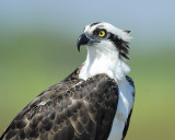 osprey BRD0218.jpg