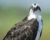 osprey BRD0225.jpg