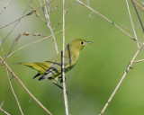yellow warbler BRD0105.jpg