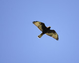 broad-winged hawk BRD1502.jpg