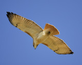 red-tailed hawk BRD2733.jpg
