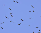 turkey vulture DSC3359.jpg