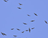 turkey vulture DSC3360.jpg