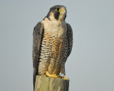 peregrine falcon BRD5885.jpg