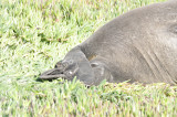 elephant seal DSC3390.jpg