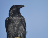 common raven BRD4742.jpg