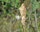 bushtit BRD4975.jpg