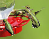 ruby-throated hummingbird BRD4296.JPG