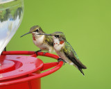 ruby-throated hummingbird BRD4305.JPG