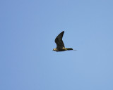 peregrine falcon BRD4434.JPG