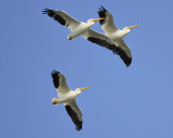 white pelican BRD4583.JPG