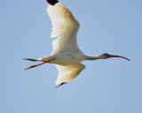 white ibis BRD4961.JPG