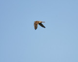 american kestrel BRD5144.JPG