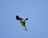 mississippi kite BRD5150.JPG