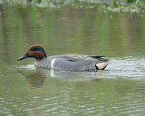 green-winged teal BRD9639.jpg