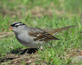 white-crowned sparrow BRD9944.jpg