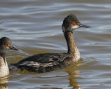 eared grebe BRD0315.jpg