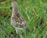 white-rumped sandpiper BRD8819.jpg