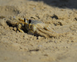 sand crab BRD9624.jpg