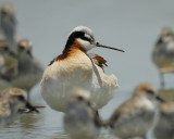 wilsons phalarope BRD9980.jpg