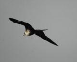 magnificent frigatebird BRD1446.jpg