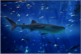 Whale Shark - Biggest fish in the world