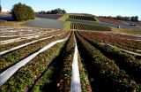 Strawberry Farm - Healesville