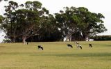 Gippsland Dairy