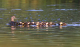 Wood Duck Mom and Fledglings 6330EWC.jpg