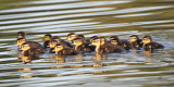 Wood Duck Fledglings 6341EWC.jpg