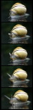 28 escargot  - snail