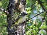 IMG_3844 Blue-headed Vireo.jpg