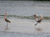 FWB 6176 Reddish Egret.jpg