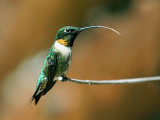 FWB 2362a Hummingbird.jpg