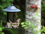 FWB Purple Finch.jpg