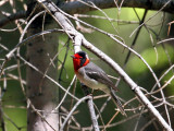 IMG_9177 Red-faced Warbler.jpg