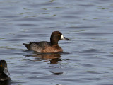 IMG_4070 Lesser Scaup.jpg